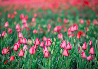 Naklejka premium Kwitnące tulipany