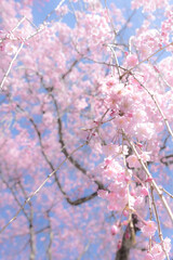 しだれ桜ファンシー