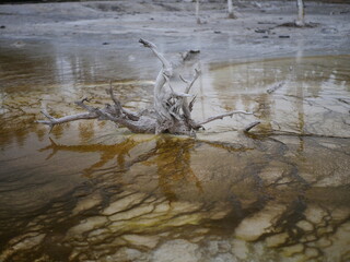 Stump in Hot Spring