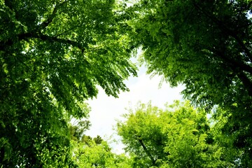 癒しの若葉　爽やかな緑　風景