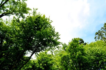 Obraz premium 癒しの新緑 爽やか 風景