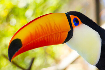 TUCANO
