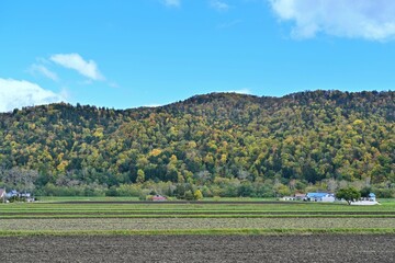 収穫を終えた広大な畑と黄葉のコラボ情景＠北海道