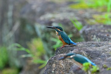 上空を警戒しながらくつろぐカワセミ幼鳥オス