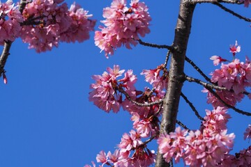 青空バックに見上げる満開のオカメザクラ