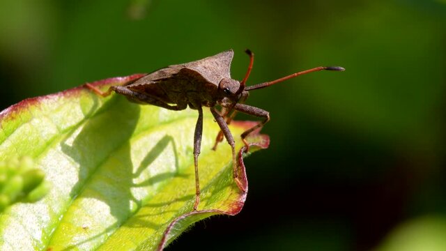 Dock Bug or Dock Leaf Bug, Coreus marginatus
