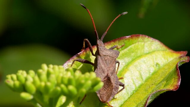 Dock Bug or Dock Leaf Bug, Coreus marginatus