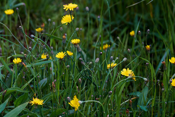 yellow dandelions in the grass