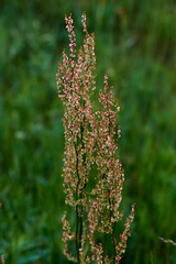 close up of a flower