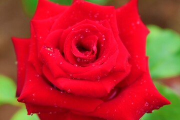 red rose with water drops