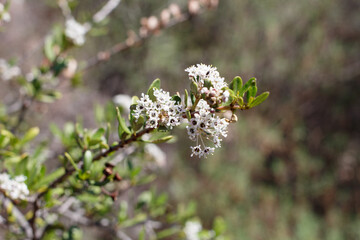 Axillary and terminal indeterminate umbel inflorescences of Wedgeleaf Buckbrush, Ceanothus Cuneatus, Rhamnaceae, native suprashrub in Red Rock Canyon MRCA Park, Santa Monica Mountains, Winter.