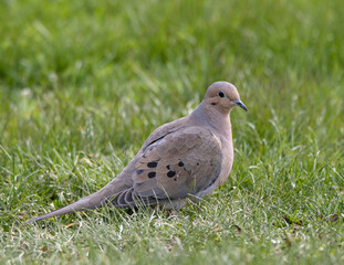 Mourning Dove (Zenaida macroura) in green grass