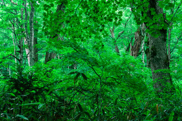 緑の葉が生い茂る初夏のブナの森