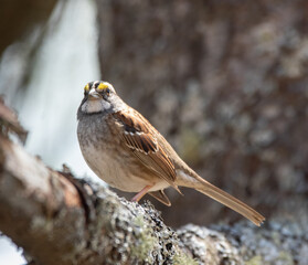 A White-throated Sparrow in a tree in spring