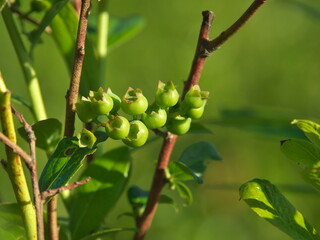 Tokyo,Japan-May 3, 2021: Young green blueberry fruits on branches 