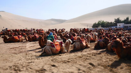 camels as a main form of transportation in desert

