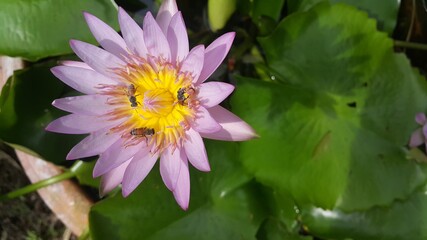 Picture of a pale pink lotus flower with yellow pollen and bees pollinating the pollen.