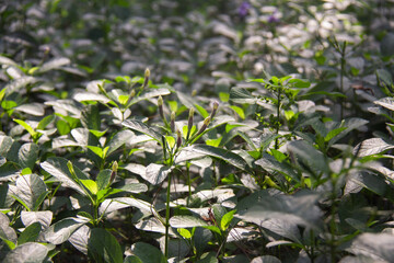 The flowers are about to bloom in the garden