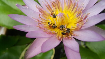 Picture of a pale pink lotus flower with yellow pollen and bees pollinating the pollen.