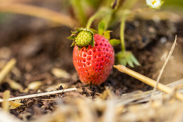 Strawberry Plant