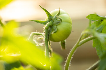 Tomato Plant
