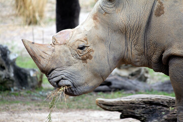 Fototapeta premium Rhinoceros at zoo