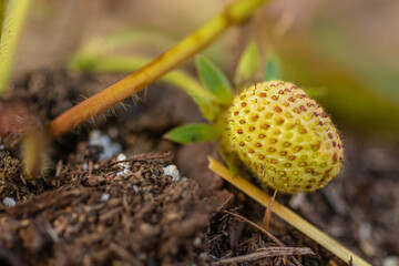 Strawberry Plant