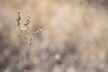 Dry forest wildflower swaying in the wind on a spring day close-up with copy space.