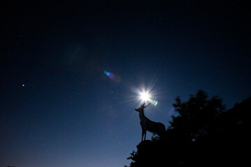 사슴 동상 위의 별과 은하수, Stars and Milky Way above a deer statue