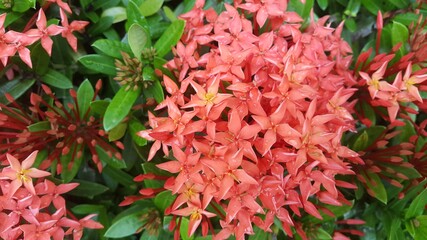 Fototapeta premium Bushy red flower needle with green leaves