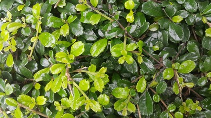 The bush is light green mixed with dark green.