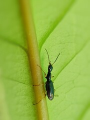 Ophionea nigrofasciata (long-neck ground beetle) is a natural enemy on pest insect.