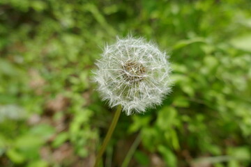 Fototapeta premium Dandelion seed head for air propagation