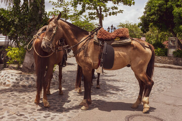 Obraz premium Beautiful brown horse in the street