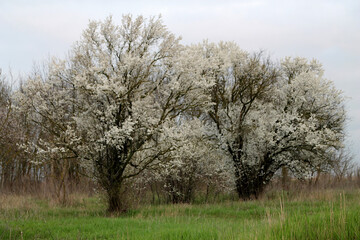 blooming cherry tree in spring