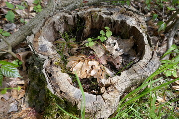 New plant life growing out on old life in nursery tree stump