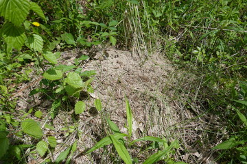 Large dirt ant hill surrounded by vegetation