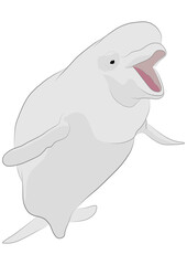 Beluga whale