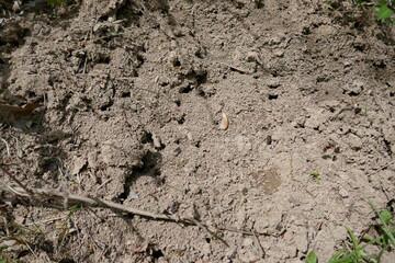Large ant colony with multiple entrances and exits