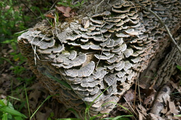 Bracket shelf fungus covering log