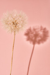 Fluffy dandelion flower on pink background