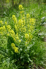 Cluster of small yellow flowers in lush green background