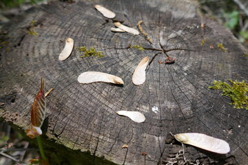 Maple tree seeds laying on old tree stump with moss