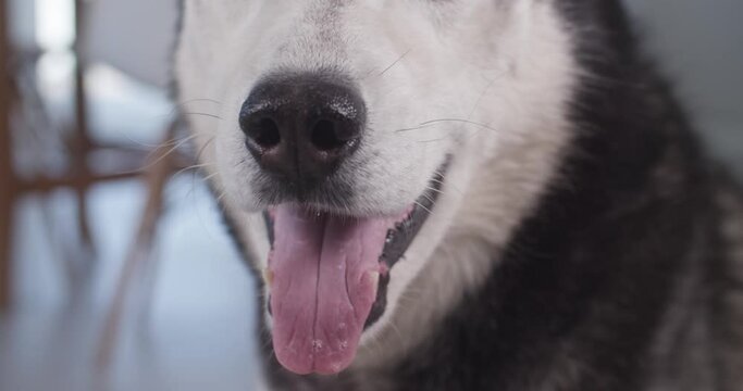 Open mouth of husky dog breathing with tongue out