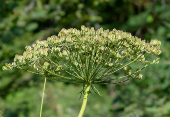 Seed heads and flower umbels of cow parsnip (Heracleum maximum) close up. Detail. - obrazy, fototapety, plakaty