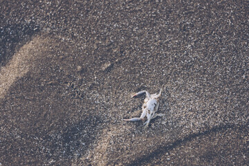 Dead crab by the sea