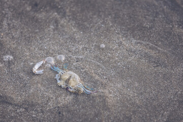 Dead crab by the sea