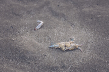 Dead crab by the sea
