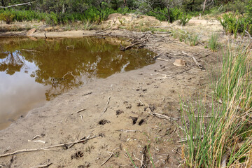 animal prints in mud alongside billabong