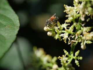 Honey Bee collecting pollen seeking nectar on Clausena Harmandiana blossom with natural green and black color background, White petals and yellow stamens of flowers on tropical herb